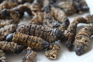 Mopane worms aren't quite so pretty once they're dead and dried.